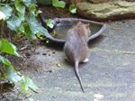 Een bruine rat in de tuin die water drinkt